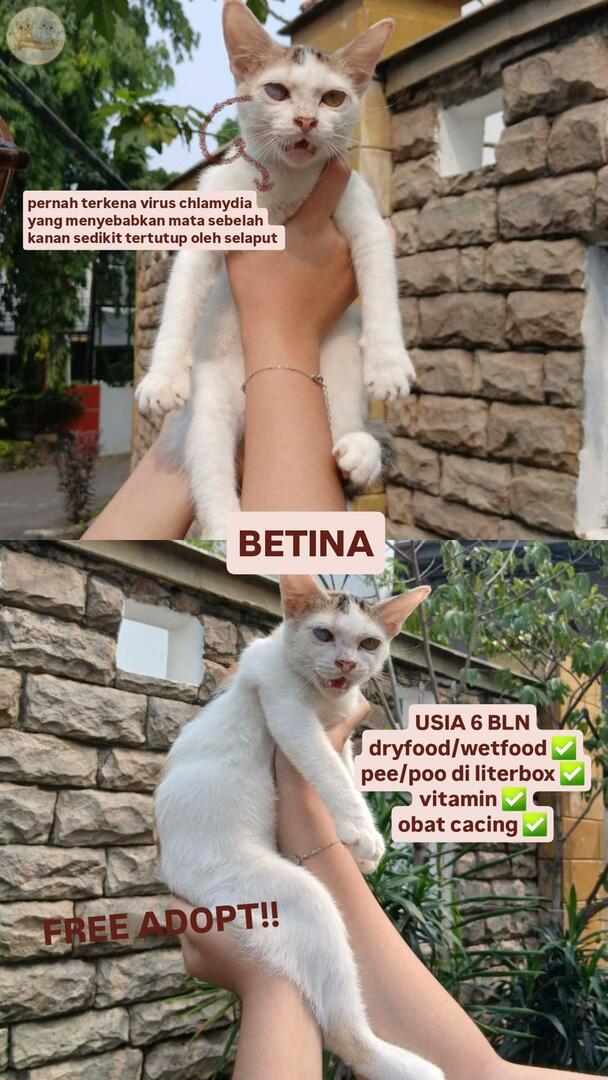 kochengfs's tweet photo. free adopt dom jakarta timur, bisa aku antar kalau ga terlalu jauh dan memungkinkan. anaknya aktif banget, playful dan super manjaa. kalau yang berminat &amp; mau nanya nanya boleh reply aja yaa, nanti aku dm 😸😸 kcg! https://t.co/NqCSXbTGmJ