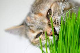mrjamessth's tweet photo. #openseatouchgrass https://t.co/oslR7gtqbA