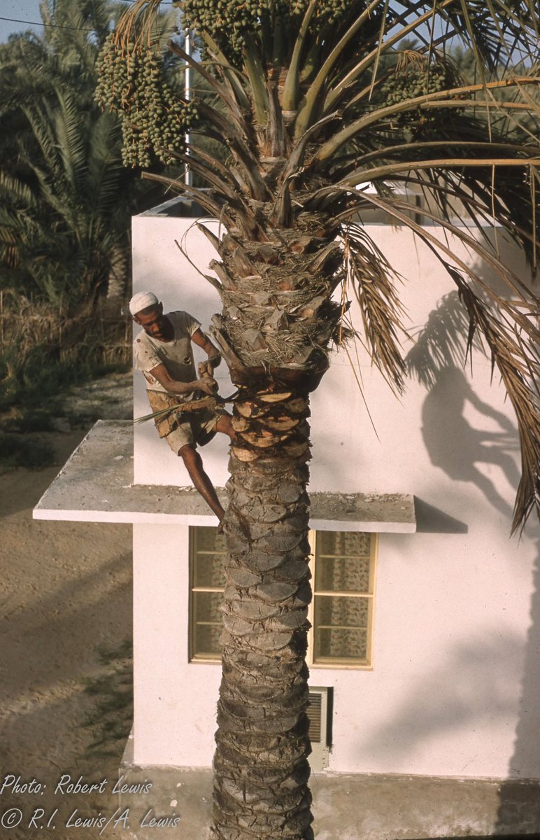 Late 1950s 🇧🇭: Caring for date palms at Kanoo Gardens. Thanks to Annie Lewis for sharing these photos taken by her father, Robert Lewis.