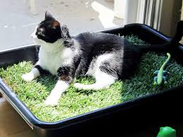 #openseatouchgrass