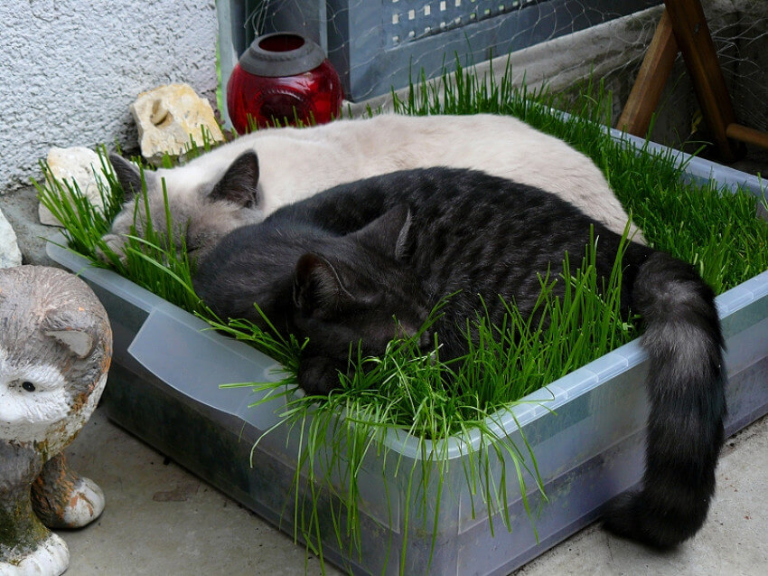 #openseatouchgrass