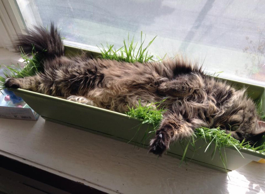 #openseatouchgrass
