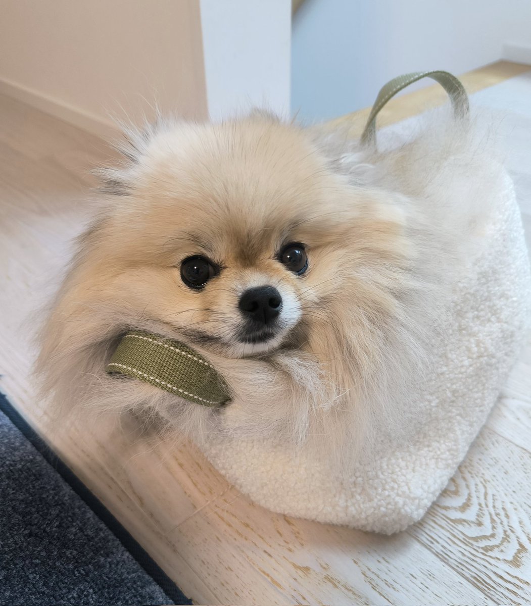 pome_boss0519's tweet image. 👜