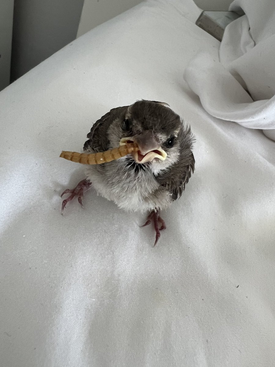 konypyon's tweet photo. cuando están llenos pero siguen pidiendo porque las ansias de mas comida son una parte importante de sobrevivir en la naturaleza, a veces se te quedan con el tenebrio colgando en el pico masticándolo de vez en cuando como si fuera chicle y parece que se están fumando un purito https://t.co/cI8QEnupKo
