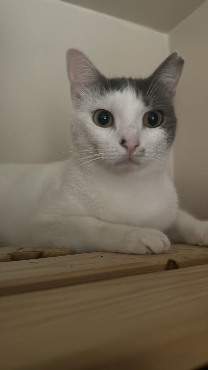 İsmi Mavi. Çipli ve kısır. İstanbul Gaziosmanpaşa Yenimahalle’de kayboldu. Burnunun sağında siyah bir nokta ve bıyığında leke var. Görenlerin lütfen 0542 282 61 74 nolu numarayı aramasını rica ederim.Paylaşarak destek olur musunuz?#kayıpkedi #gaziosmanpaşa #kayıp #görenduyan