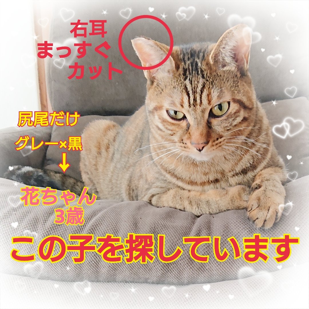 【SALE】 えみ on  X: その他