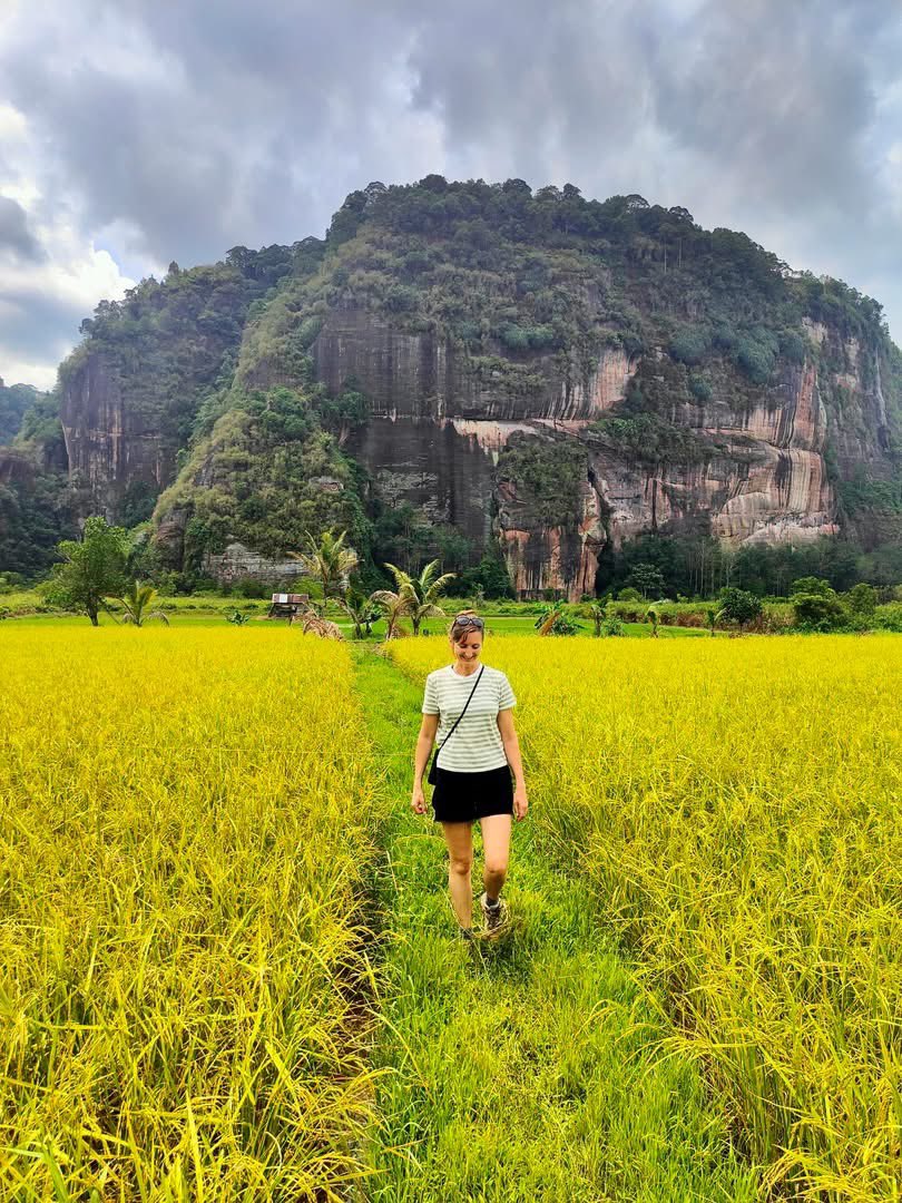 SUMATRA: HARAU en BUKITTINGGI 💚⛰️🌿🦋🌳🐒
De prachtige Harau vallei en het leuke stadje Bukittinggi zijn zeker 2 aanraders wanneer je West Sumatra aandoet. 

In de Harau heb ik een mooie wandeling kunnen maken door het schitterende landschap. 

linkedin.com/posts/mimpirei…