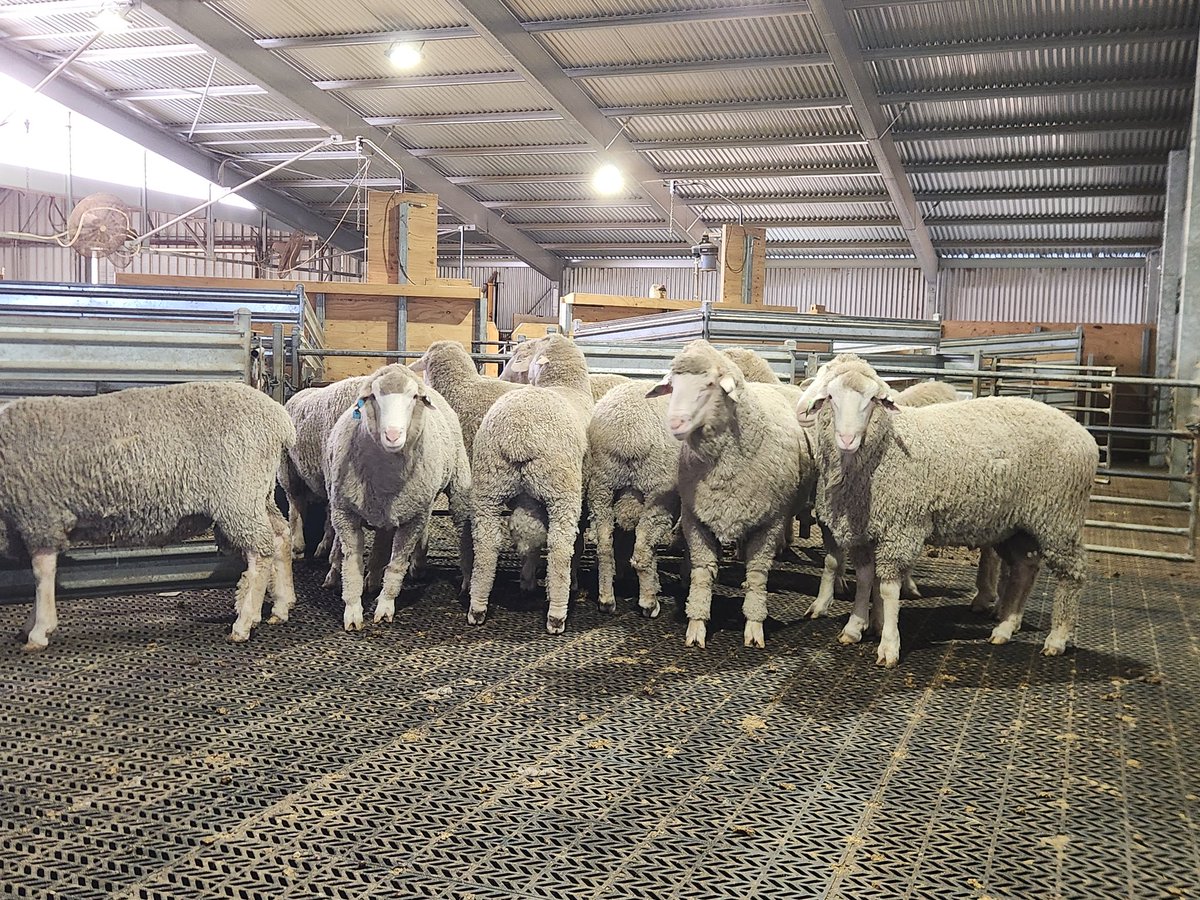 Keeping the boys dry ready for EP Merino Expo tomorrow at Wudinna. Progeny from impact sires O'Brien 220612, Kiandra 200065, Wallaloo Park 220960 and couple of others will be on display #obrienmerino 

<a href="/ClassingsLtd/">CLASSINGS P/L</a> <a href="/NutrienAg/">Nutrien Ag Solutions</a> <a href="/AuNutrien/">Nutrien Ag Solutions Australia</a>