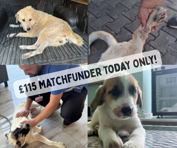 LisaClareRead2's tweet photo. 🚨 Today only £115 match funder 🚨 

Please can you help @DogDeskAction with their fundraiser this month 🙏
⬇️ ⬇️

https://t.co/R2jvLWyiaD

https://t.co/MXm31oOpfa

Any amount is so greatly appreciated 💕🐾

Ref : July 

Thank you 🙏 
 #fundraising #weekendvibes #dogs https://t.co/VRJHcXht0F