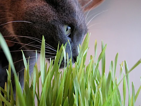 dorisho90's tweet photo. #openseatouchgrass https://t.co/WeT0RC3CZI