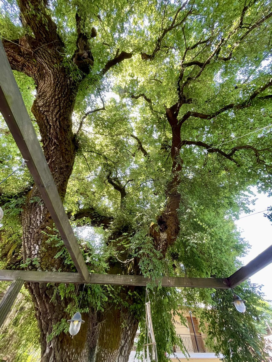 Eine 300 Jahre alte Ulme 🌳 #Corfu