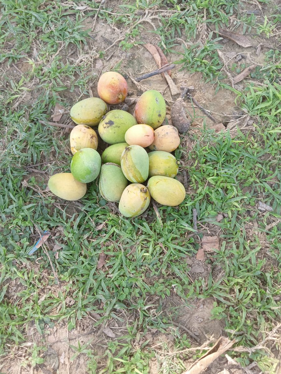 दोस्तों ट्विटर पर काम करते करते थक गए होंगे आप सब।। आओ आम खा लो लंगड़ा देशी आम है। 😋