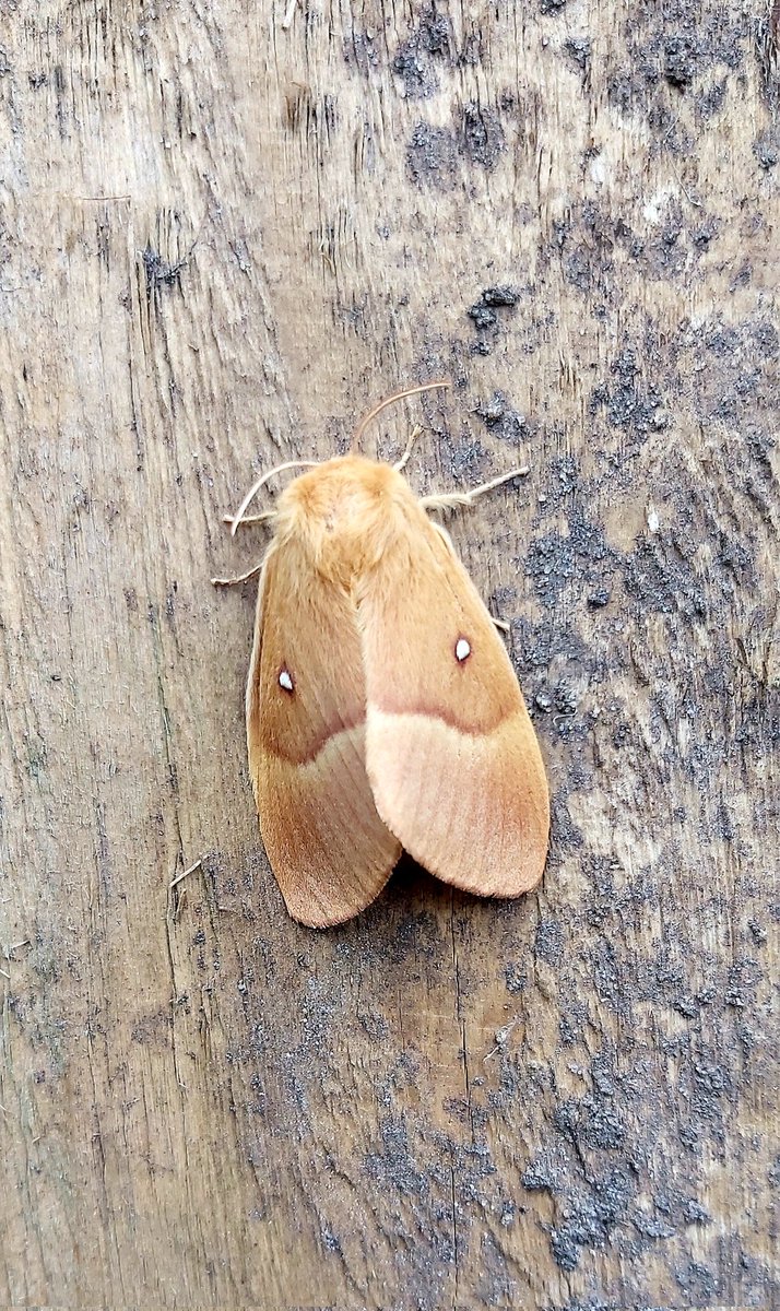 Lovely privet hawkmoth and oak eggar in the moth trap overnight