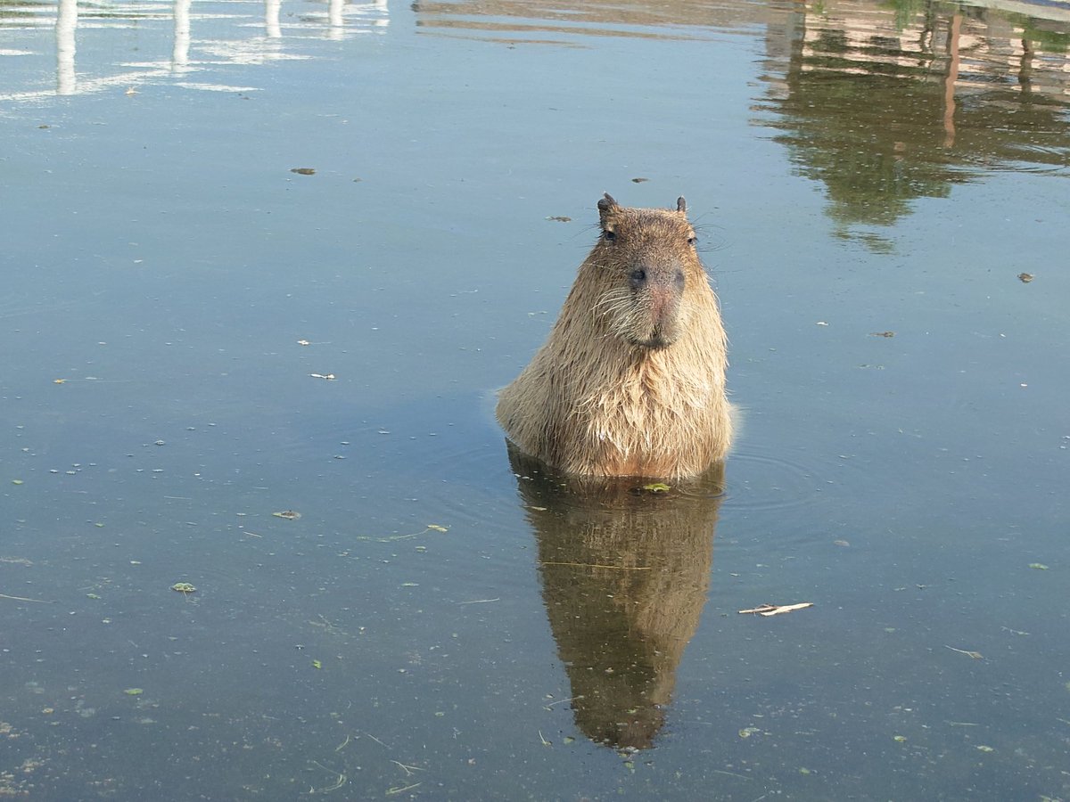 syasumi2157's tweet image. 泉におやつを投げ入れるとぬーっと現れる妖精
#カピバラ
#ソレイユの丘