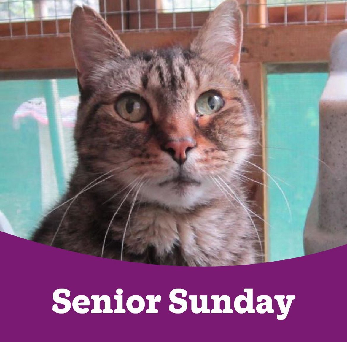😻 #SeniorSunday &amp; Ron needs a home

cats.org.uk/west-dorset#ad…

#Ron #Weymouth #AdoptDontShop #Community #Charity #AnimalWelfare #CatRescue #CatWelfare #cats #CatsProtection #WhyWeDoWhatWeDo #HereForTheCats <a href="/rickygervais/">Ricky Gervais</a> <a href="/JaneFallon/">Jane Fallon</a> <a href="/OwainWynEvans/">Owain Wyn Evans</a> <a href="/RooIrvine/">Roo Irvine</a> <a href="/PeterEgan6/">Peter Egan</a> <a href="/domdyer70/">dominic dyer</a>
