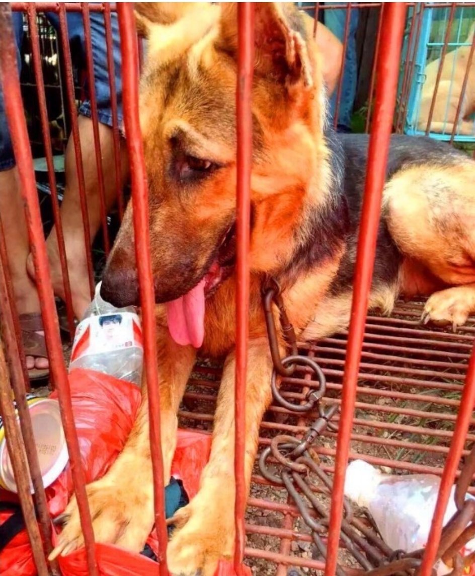 kokoronotobiram's tweet photo. #China  #NoToDogMeatFestival 
#NoToAnimalCruelty #YulinFestival 
#dog 
#Chinese 
#ChineseCulture 
#Animalsarenotfood 
#animal https://t.co/thaytSbymU