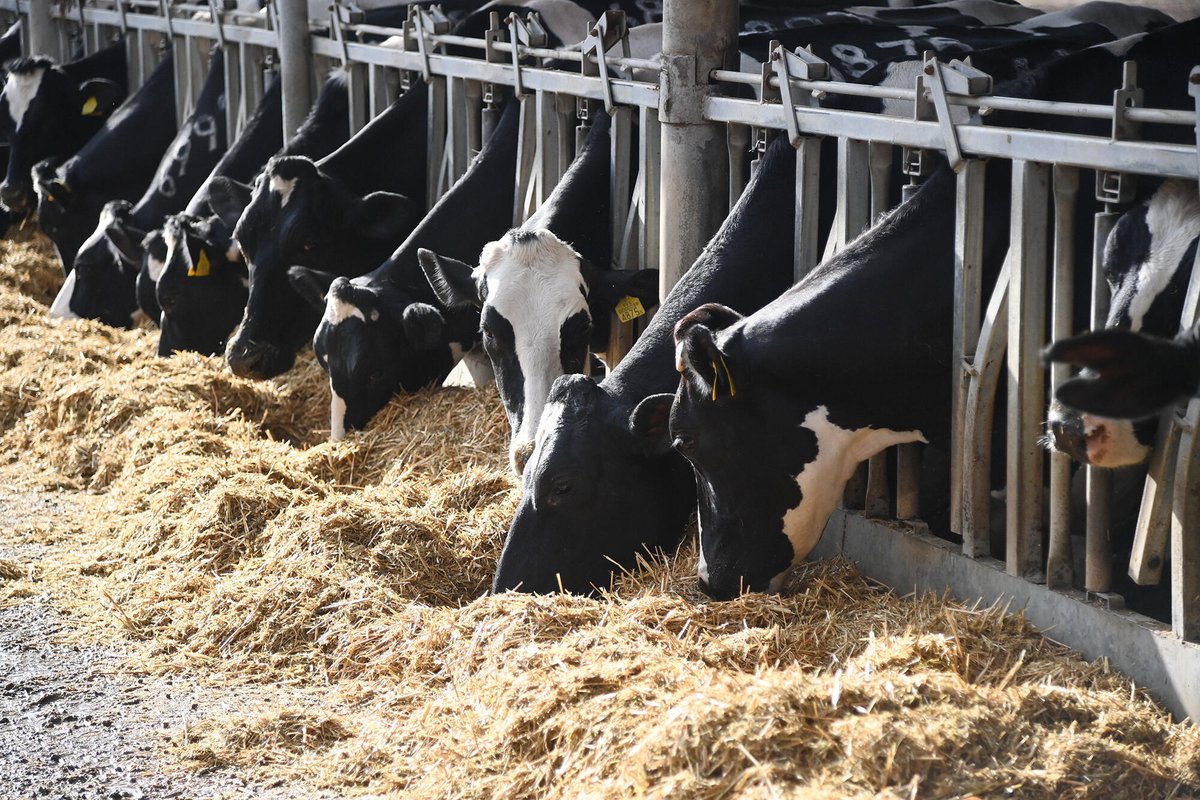 הצרות של תעשיית המזון: החום מפחית את תפוקת החלב - וגם רפתות שמצוידות באמצעי קירור לא הצליחו למנוע את הירידה
tinyurl.com/ywxybzwz
<a href="/ShaniAshkenazi/">Shani Ashkenazi | שני אשכנזי 🌍</a>