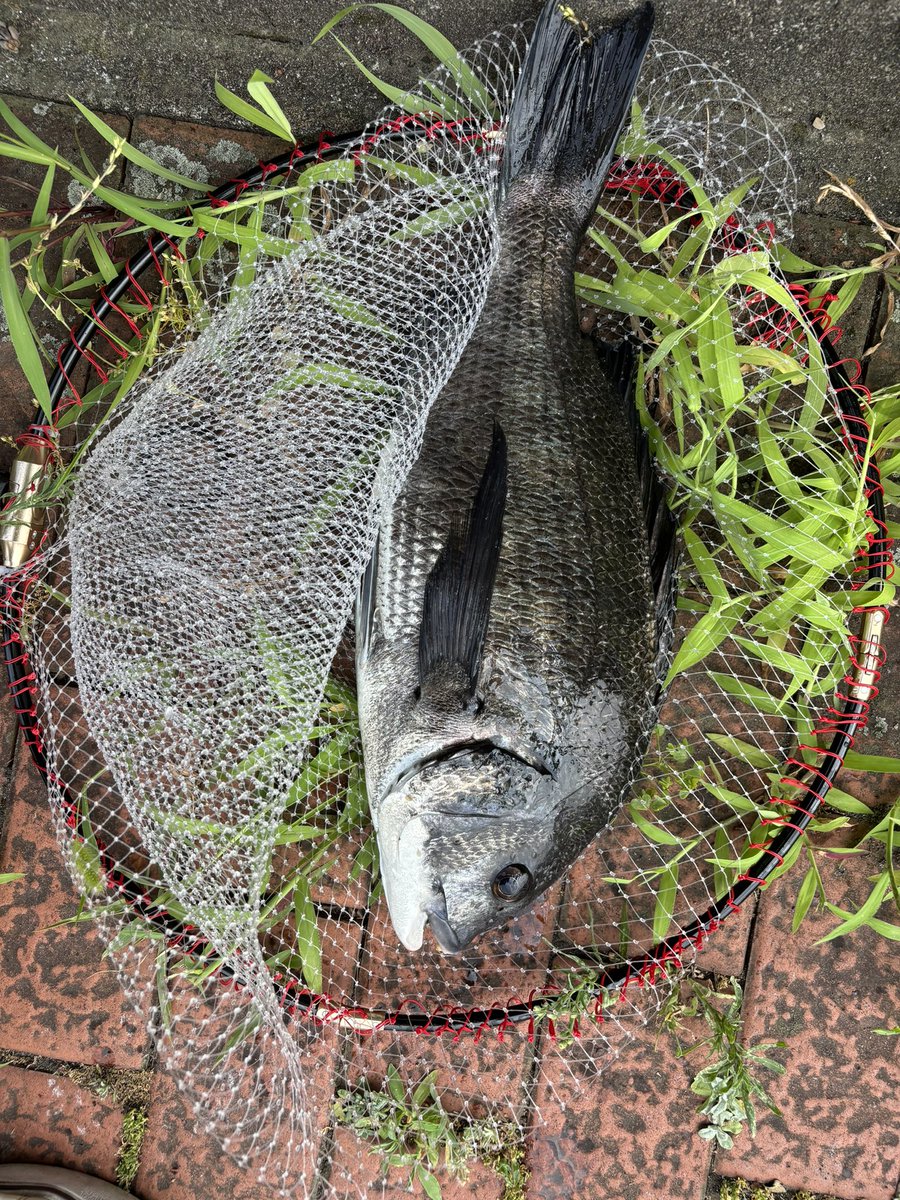 zerohechi's tweet image. 4枚釣って身体がダウン😵‍💫 
 #ヘチ釣り  #チヌキューブ