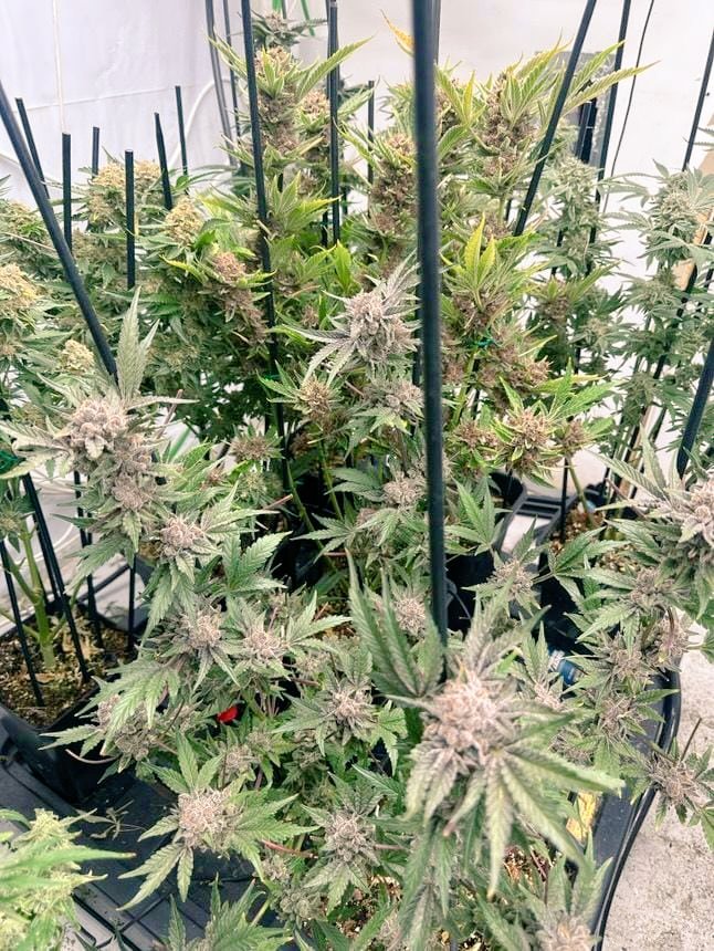 Pequeñas delicias cultivadas con la gama de #ProXL !
La diferencia está en los pequeños detallles y en los mejores productos.
#HorticulturaProfesional