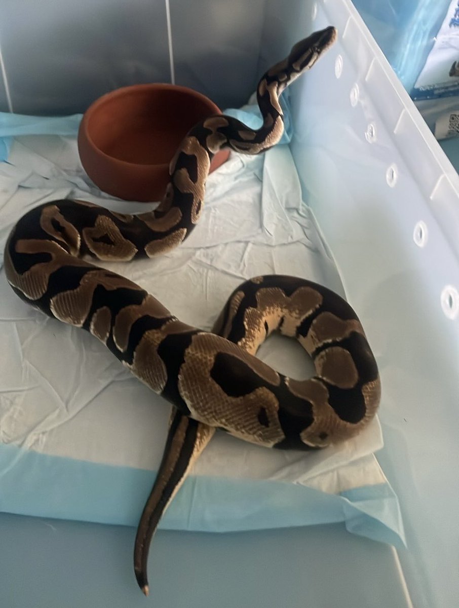 ตามหารถแท็กซี่สีเขียวเหลือง 1 มค-6503 กทม. คาดว่า #งูหลุดหาย จากกระเป๋าผ้าภายในห้องโดยสาร

เป็นงูหลามบอลไพธอน สีดำลายน้ำตาลท้องขาว ยาวไม่เกิน 1 ม. โตเต็มวัย ผู้แจ้งนั่งจากตลาดศรีวารี ลาดกระบัง 54 ไปลงที่โฮมโปร บางพลี วันนี้ (6 ก.ค. 68) เวลาประมาณ 12.40 น.

ผู้ใดพบเห็นแจ้ง JS100