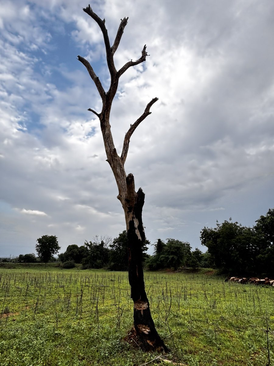 Mohan Pargaien IFS🇮🇳 tweet media