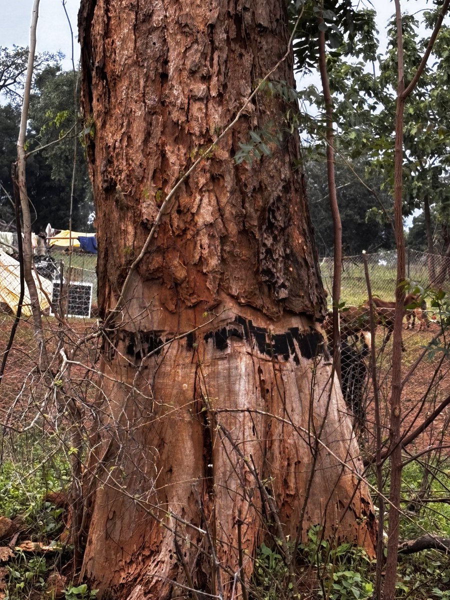 Mohan Pargaien IFS🇮🇳 tweet media