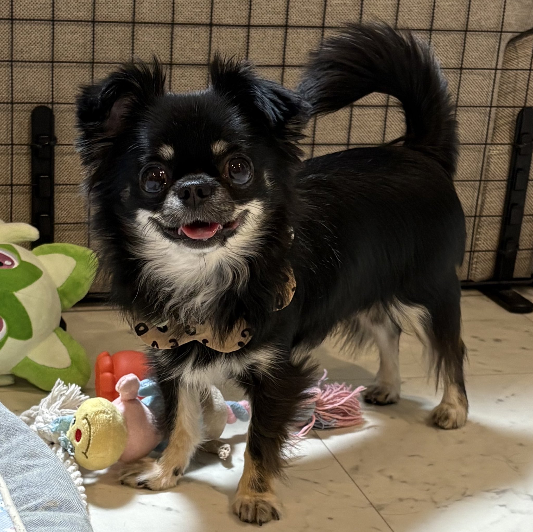 うちの犬ちゃん(ちわわ) on X: 