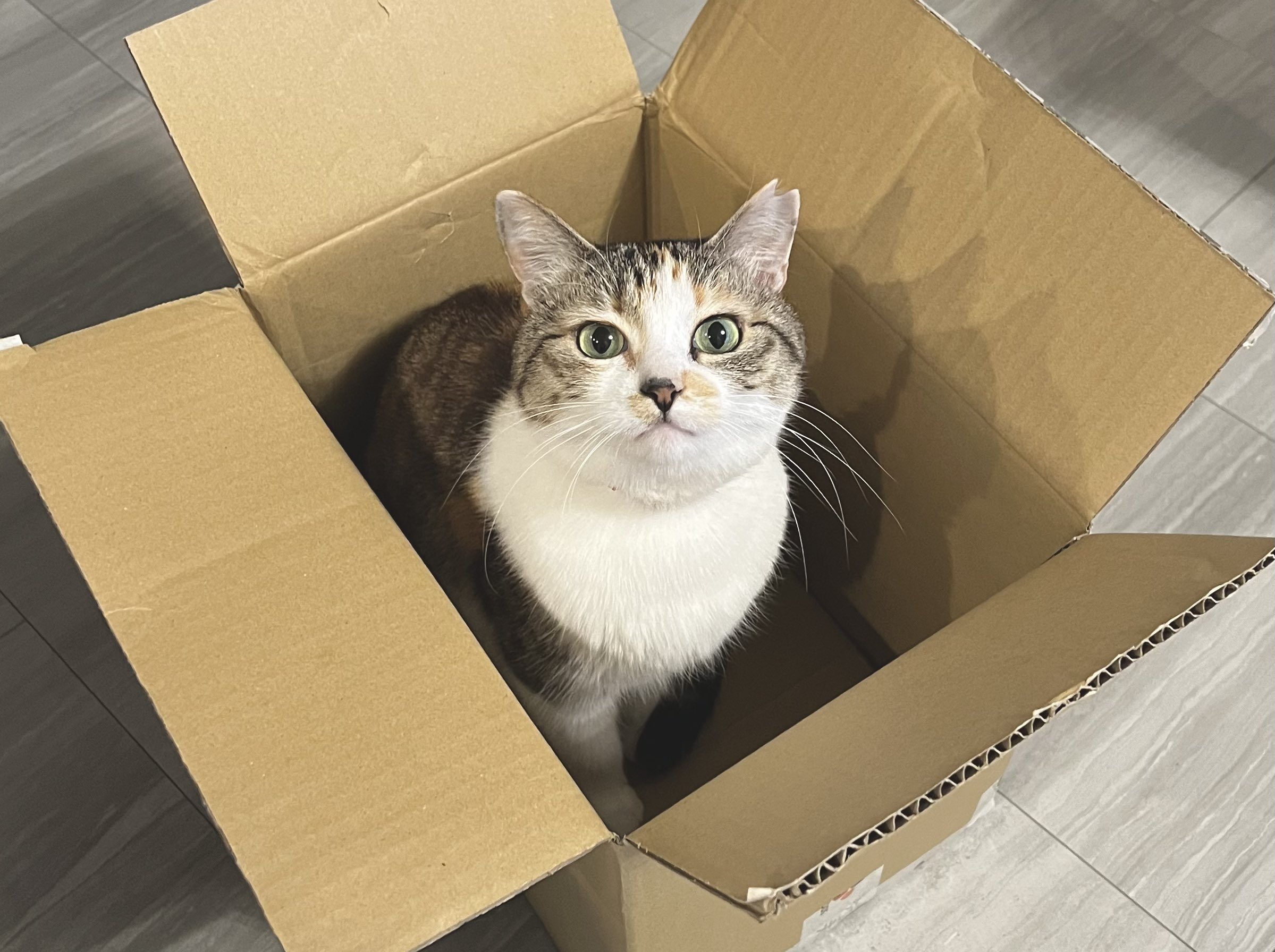 2月1日購入希望【ラヴィ】おやすみにゃんこ❤フラットポーチ❤ Amazon.co.jp: くろちく ポーチ ねこらんまん フラットポーチ 大