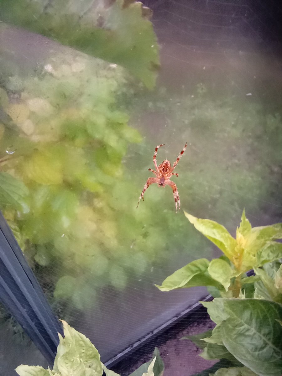 A friend in the greenhouse