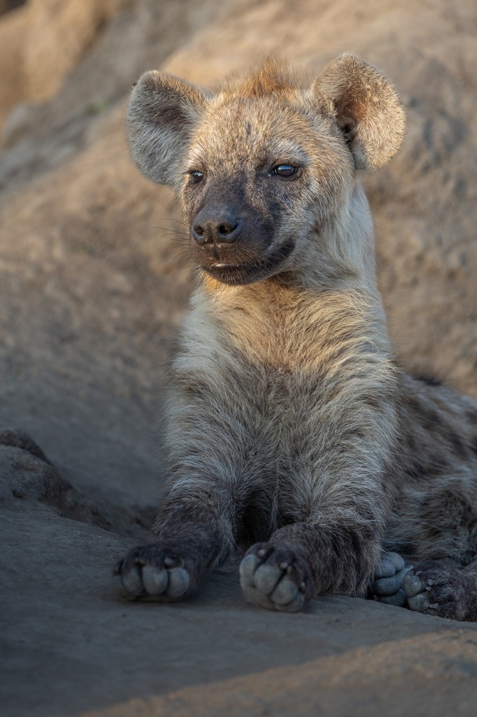 Londolozi Game Reserve tweet media