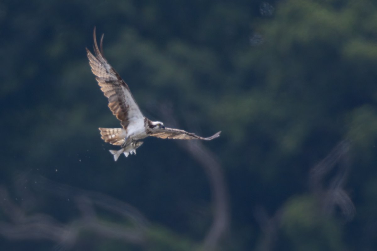 markwright12002's tweet image. Osprey (6C6) Heat hazed and distant
Lytchett Bay, Poole Harbour, Dorset
@harbourbirds
@DorsetBirdClub