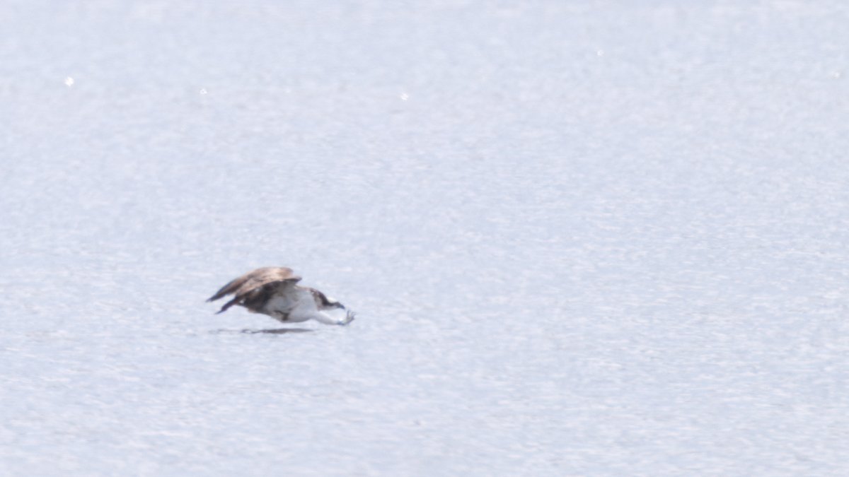 markwright12002's tweet image. Osprey (6C6) Heat hazed and distant
Lytchett Bay, Poole Harbour, Dorset
@harbourbirds
@DorsetBirdClub