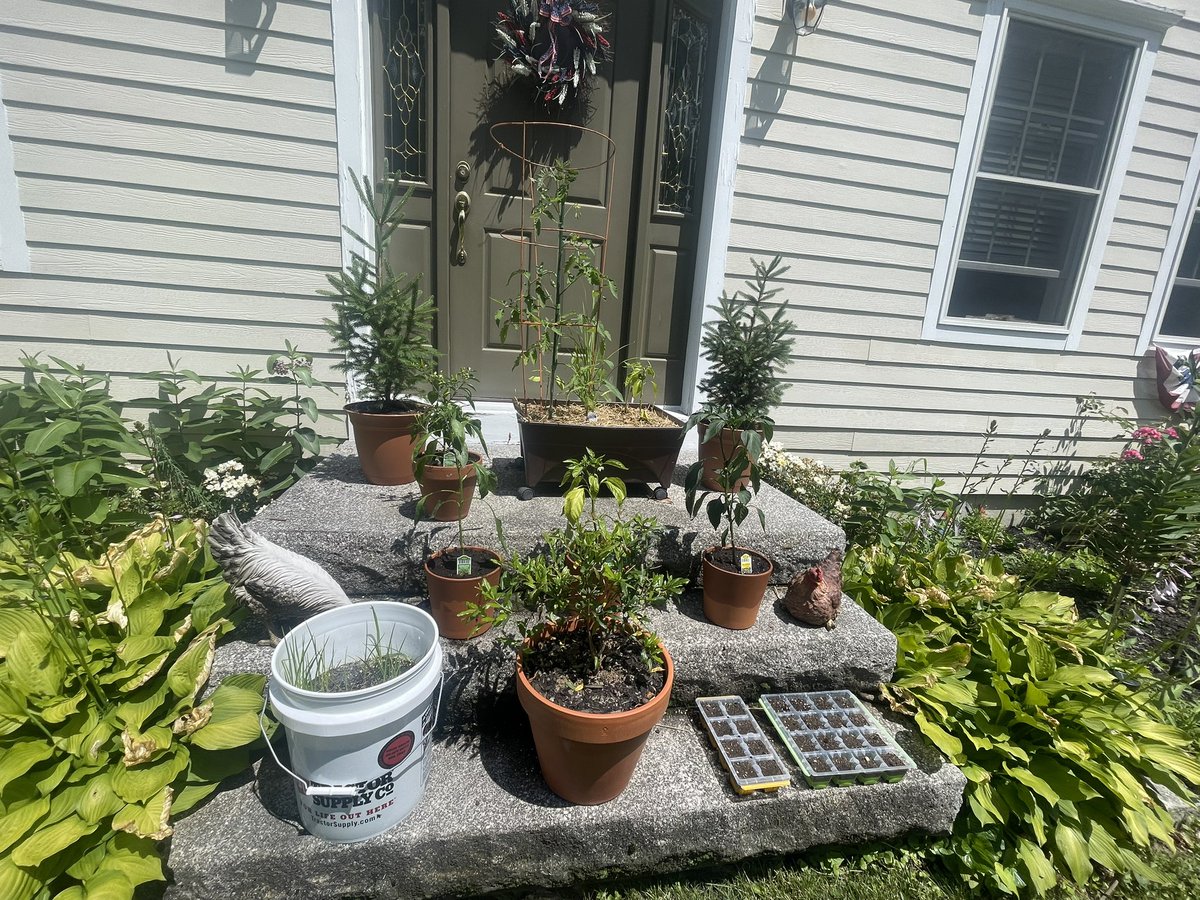 Well, somebody had to adopted the homeless pepper plants left abandoned. 🤪