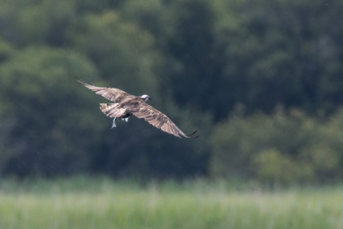 markwright12002's tweet image. Osprey (6C6) Heat hazed and distant
Lytchett Bay, Poole Harbour, Dorset
@harbourbirds
@DorsetBirdClub