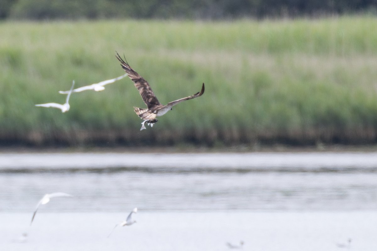 markwright12002's tweet image. Osprey (6C6) Heat hazed and distant
Lytchett Bay, Poole Harbour, Dorset
@harbourbirds
@DorsetBirdClub