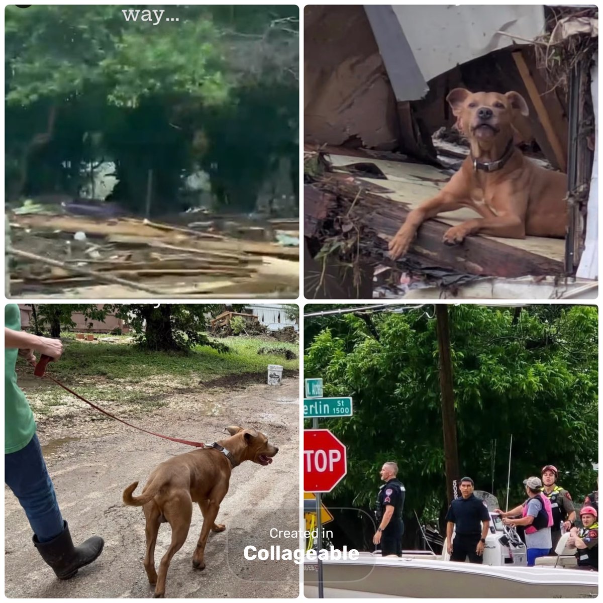 PawsnTails4TX's tweet photo. ππΎπβοΈHANG ON #TEXAS
#WingsOfRescue is on the way!! https://t.co/gCc7Gzu0s7