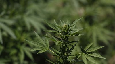 Johnathan Beukes (@johnathanbeukes) on Twitter photo Judges reprimand State over ‘unripe’ cannabis case
While <a href="/ForceNampol/">NAMIBIAN POLICE FORCE (NAMPOL)</a> confiscated N$160 million worth of dagga since 2020, Govt's inertia saw judges rebuke the State in court this week because of embarrassing half-baked arguments and unpreparedness.
shorturl.at/2wQid Judges reprimand State over ‘unripe’ cannabis case
While <a href="/ForceNampol/">NAMIBIAN POLICE FORCE (NAMPOL)</a> confiscated N$160 million worth of dagga since 2020, Govt's inertia saw judges rebuke the State in court this week because of embarrassing half-baked arguments and unpreparedness.
shorturl.at/2wQid
