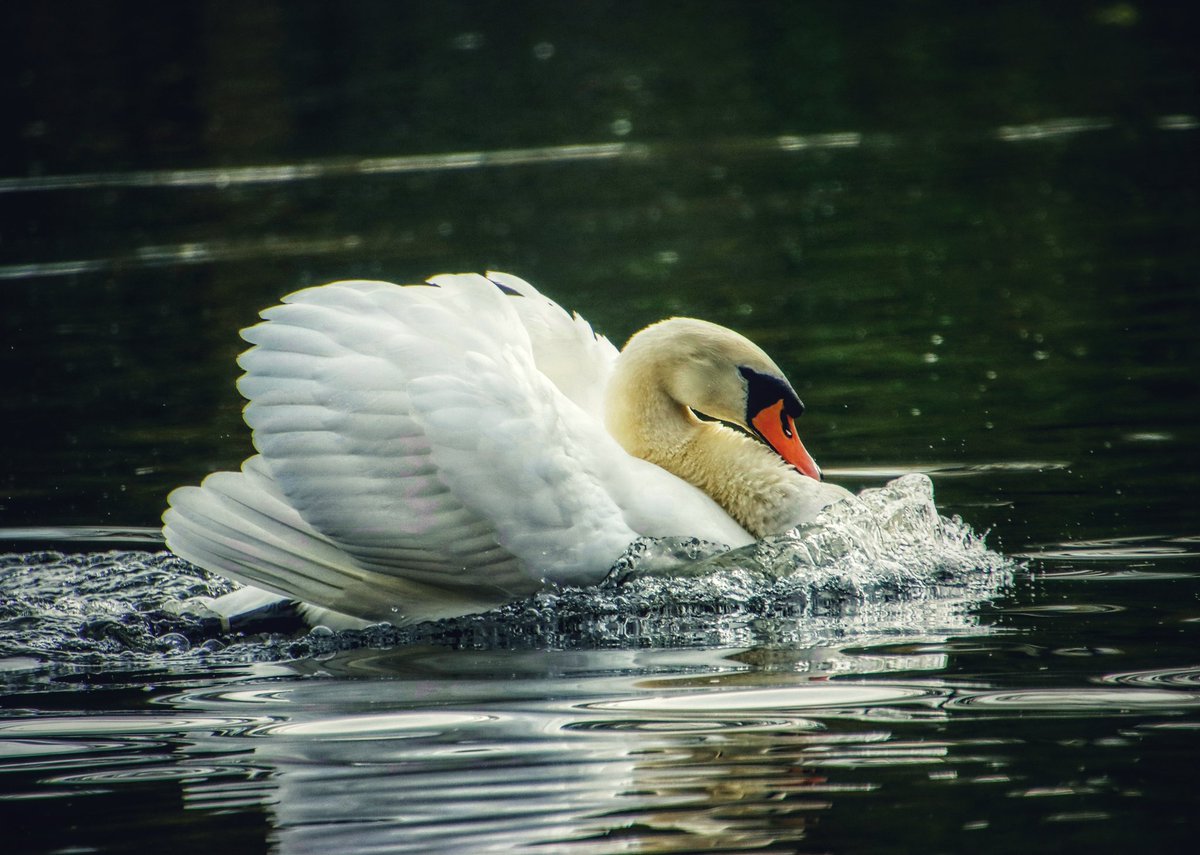 The power of #Swanday 😊🙋‍♂️
📸
