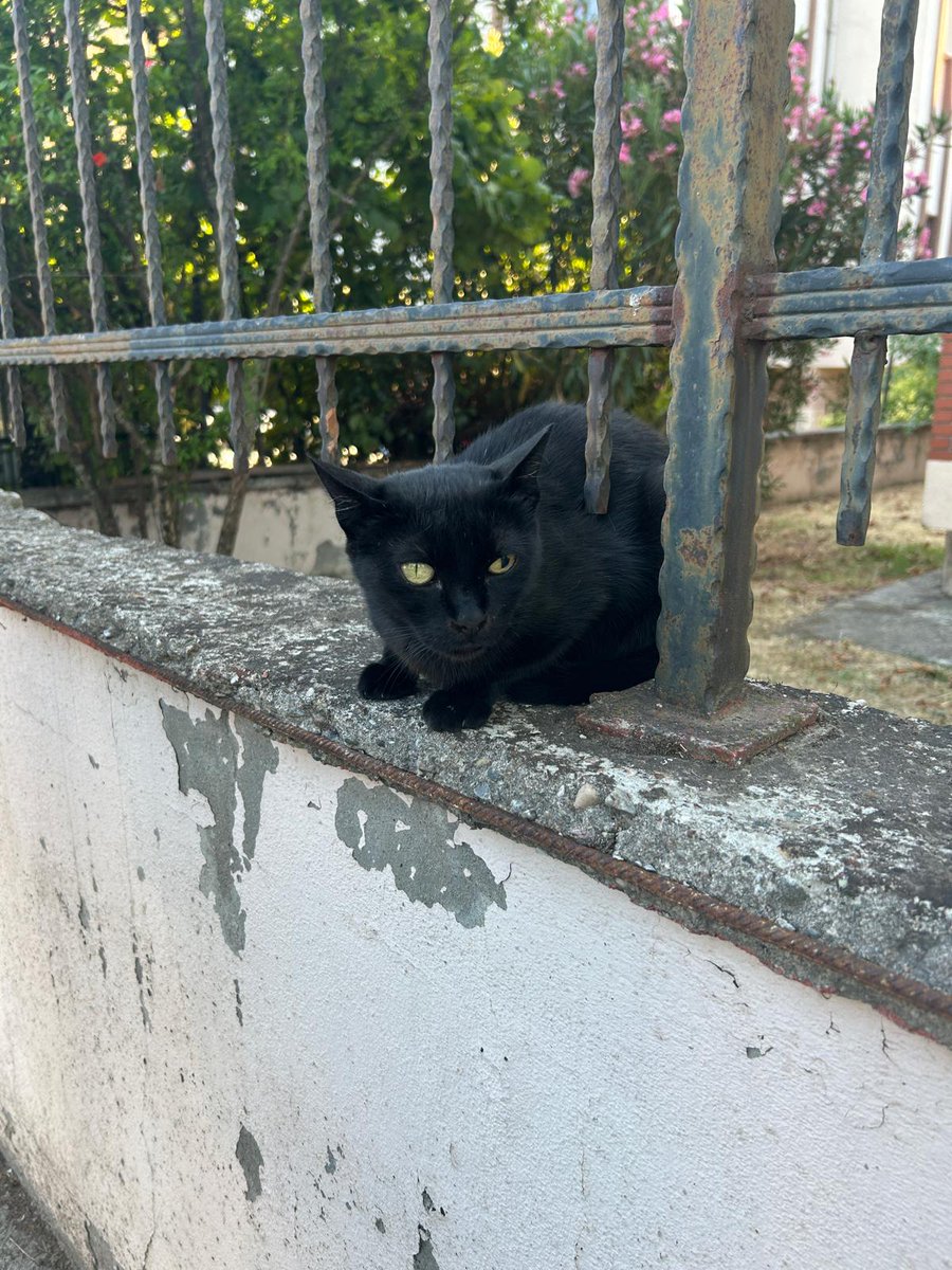 İiiiiyeeeh iiiyyyyyeeeh iiiiiyehh