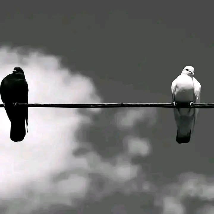 مدد کا وقت گزر جائے تو لفظوں کا کوئی فائدہ
 نہیں ہوتا، وقت پر دیا گیا سہارا ہی عبادت ہے  🌼🤍