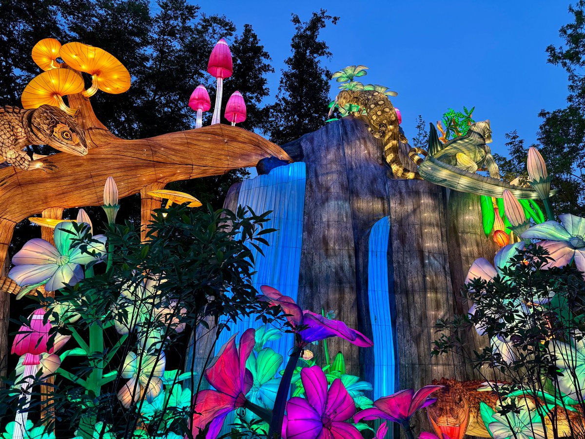 mjarboe's tweet image. We had so much fun at the Asian Lantern Festival at @clemetzoo last night.