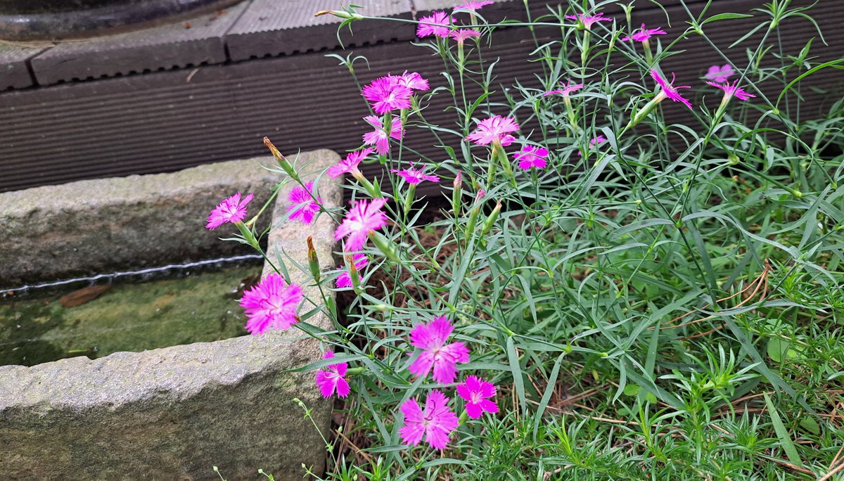 종일 같이 놀던
여름을 떼놓고 집으로 왔다
바람은
손이 닿지않는
높다란 가지를 흔들어
붉은 자두를 떨구고
산나리와 작은 패랭이꽃
누구보다 당차던데...
유독 맘이 쓰이는
치순이
처음이
나중이
귀신이를
비밀정원 거기
여름 한복판에 두고 왔다