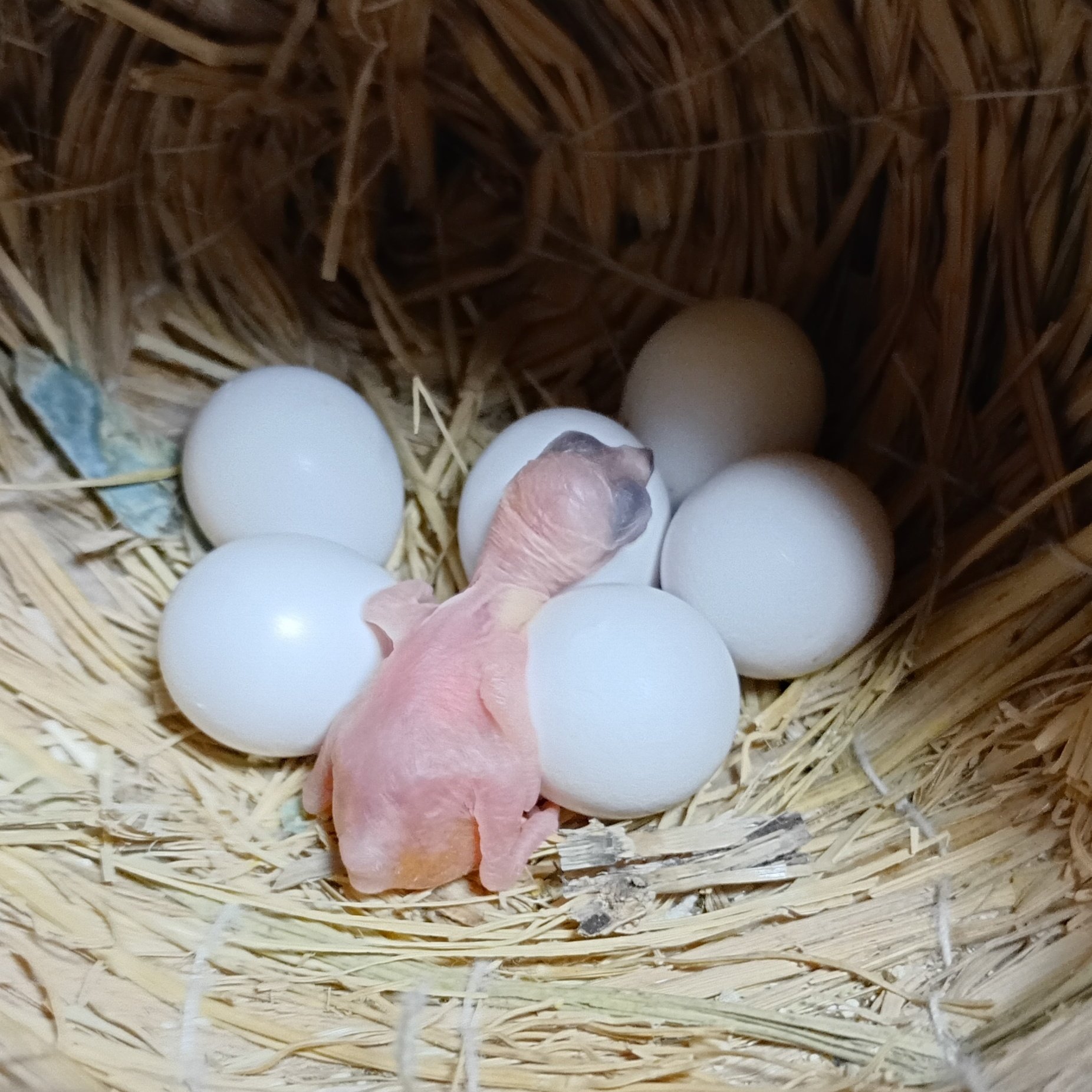 リピーター様⭐︎むつ文鳥 ツキヨさん on X: 