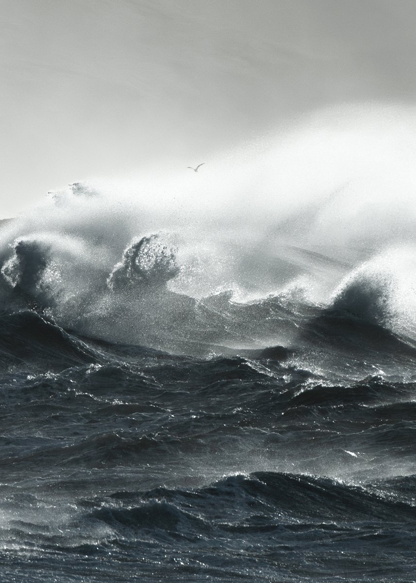 WildSeascapes's tweet image. A gull navigates through rough waters.