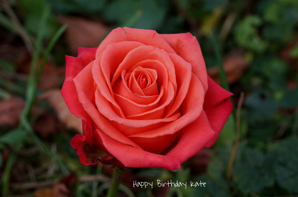 ArminZ11's tweet image. #HappyBirthday 🌺😊🌺 @katenash