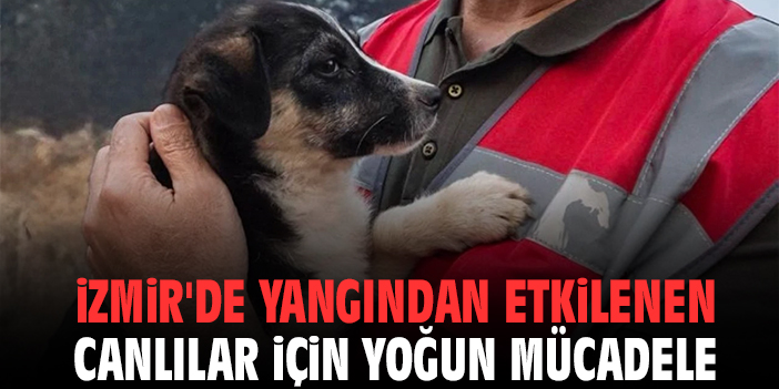 MEDYAEGE.COM.TR (@medyaegecomtr) on Twitter photo İzmir'de yangından etkilenen canlılar için yoğun mücadele medyaege.com.tr/izmirde-yangin… @MEDYAEGE.COM.TR aracılığıyla
<a href="/izmirbld/">İzmir Büyükşehir Belediyesi</a> <a href="/drcemiltugay/">Dr. Cemil Tugay</a>
#izmir #yangın #canlı #hayvan #Destek Victor Osimhen
Öldürmüşler
Nedim
#izmiryanıyor
Yiğit Bulut
Hırsızların
#UzmanÇavuş
#marmaray
15 Temmuz İzmir'de yangından etkilenen canlılar için yoğun mücadele medyaege.com.tr/izmirde-yangin… @MEDYAEGE.COM.TR aracılığıyla
<a href="/izmirbld/">İzmir Büyükşehir Belediyesi</a> <a href="/drcemiltugay/">Dr. Cemil Tugay</a>
#izmir #yangın #canlı #hayvan #Destek Victor Osimhen
Öldürmüşler
Nedim
#izmiryanıyor
Yiğit Bulut
Hırsızların
#UzmanÇavuş
#marmaray
15 Temmuz