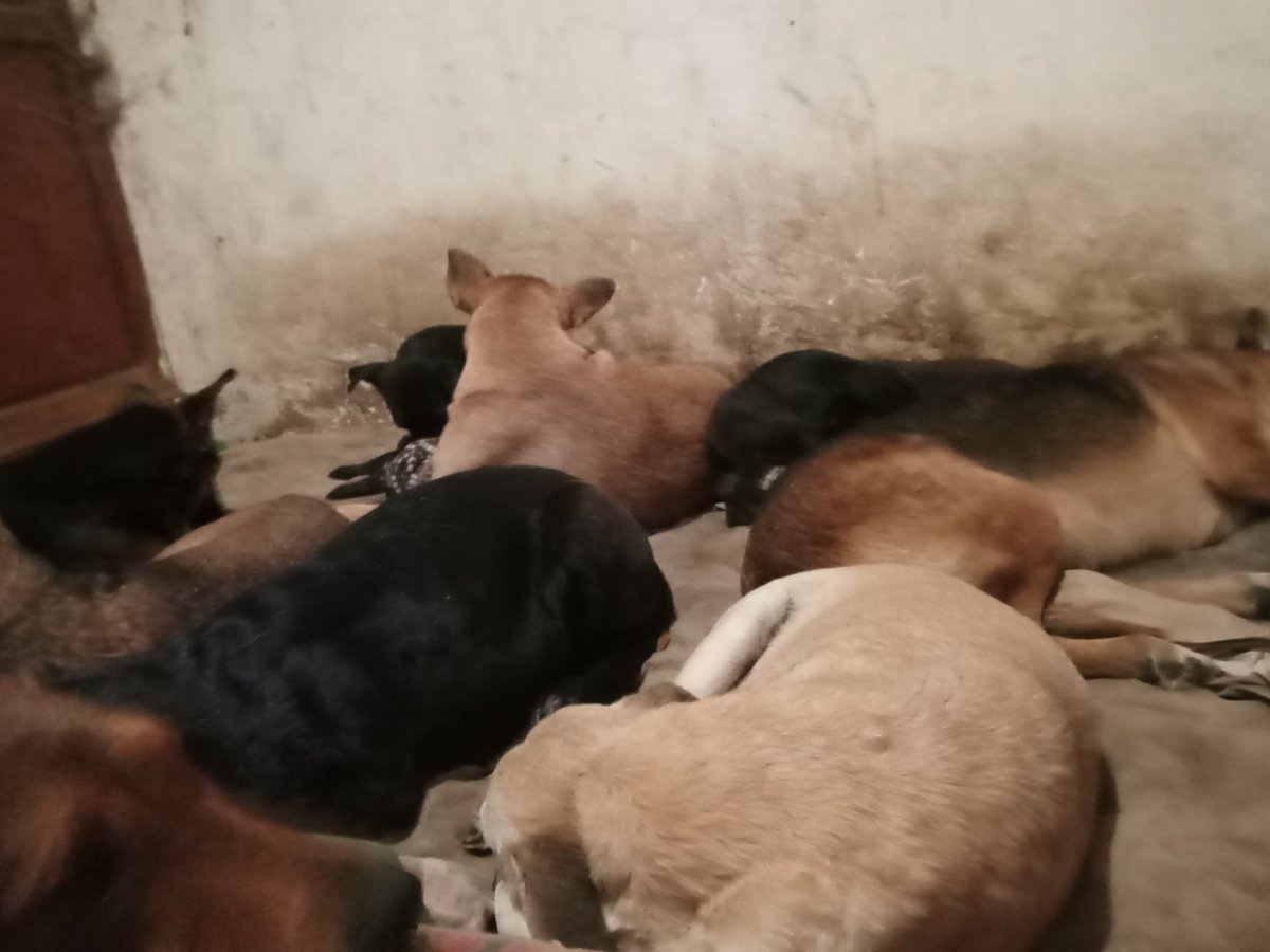 Buenos dias de domingo como les fue en este fin de semana espero que bien

Hoy a la tarde noche abrimos la ultima bolsa le deje mensaje a ema para encargarle alimento para iniciar la semana y ver de llegar a cubrir el finde 

Nos darian una patita

Mati de valeria y su pandilla