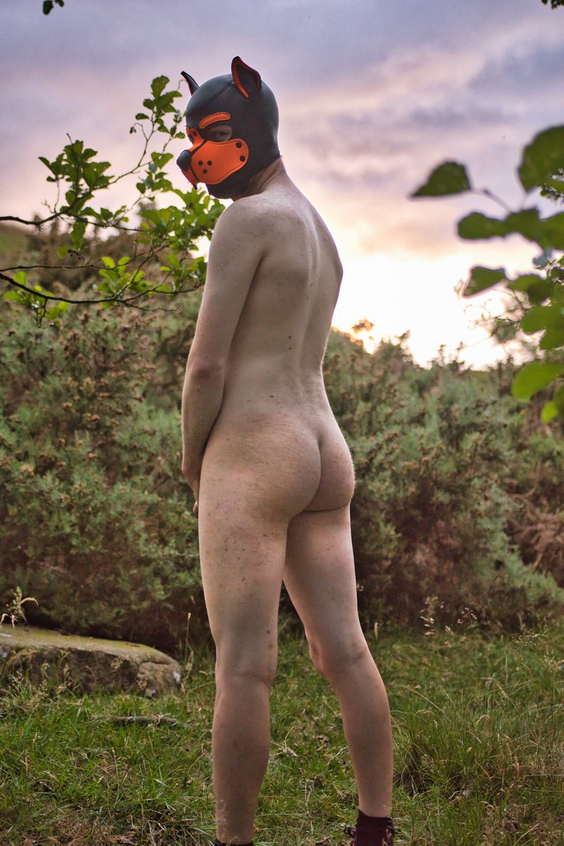 A wild dog has been found. 

I think he sees something he likes... 

📸~ <a href="/AD_Adamski/">Adamski Fox 🔞</a>