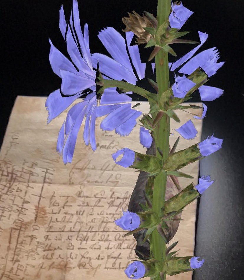 kikanicolela's tweet image. I have just collected "Blue Flower AR at the Romantic Museum with the Novalis Manuscript" by @AnnaDumitriu .
Very interesting project, discussing the cultural and symbolic history of the blue flower, recontextualized to think about synthetic biology and its future implications .