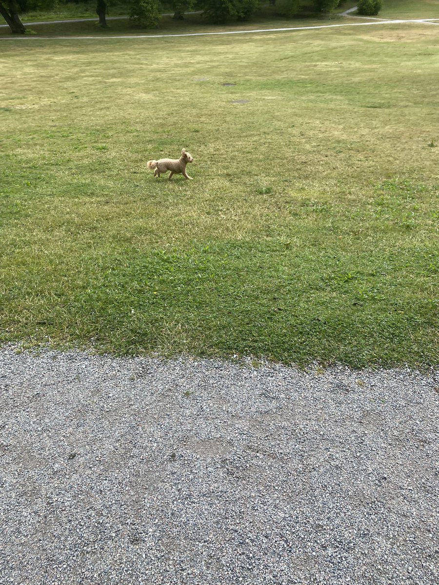 Vê sibehê saet 8.20 deqa ez xanima xwe Gulbihar derketin parqa Hagalun em gerîyan, mala keça Qiral li nav parqê bû, pêrgî hevdû hatin, min jêre got em dikarin wêneyekî bi hevre bigrin wêjî goterêbigrin wêem neşkenan din,navê wê Victoriabû,bidilikî kêfxweşî bi ken er got2025.07.06
